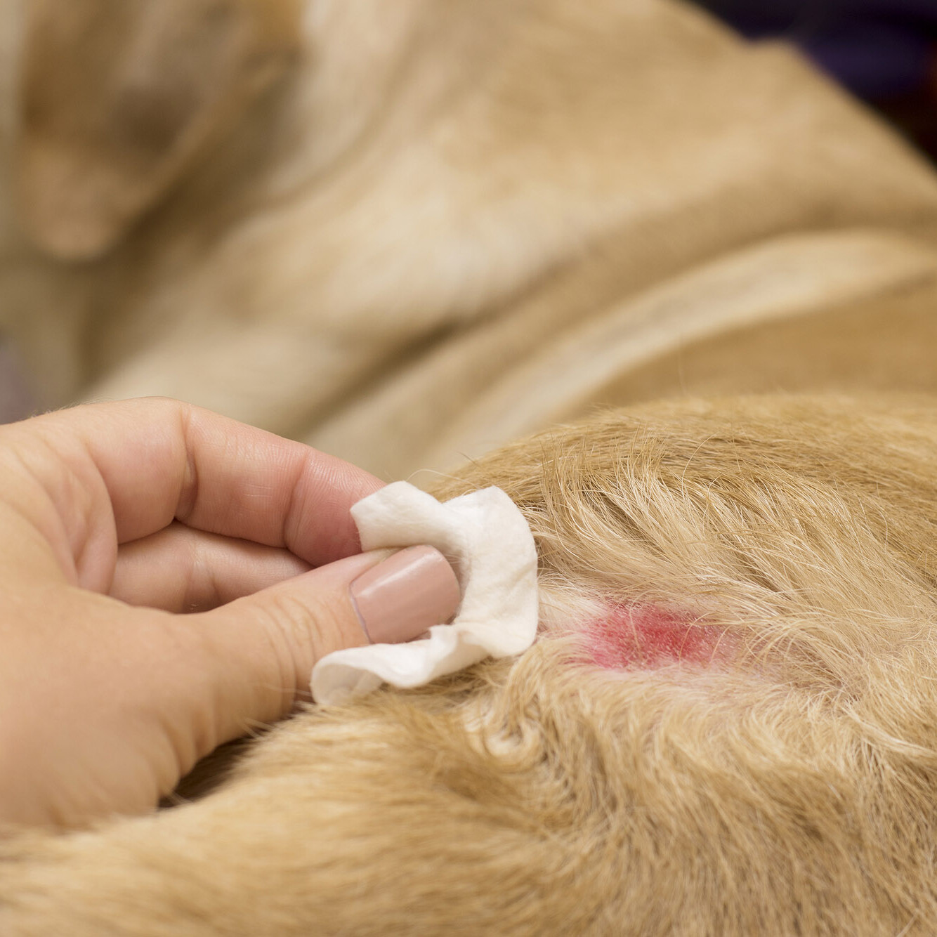 Hautwunde bei einem Hund
