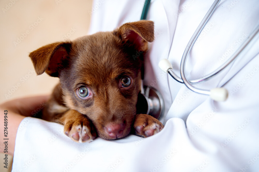 Tierarzt mit Hundewelpe auf dem Arm